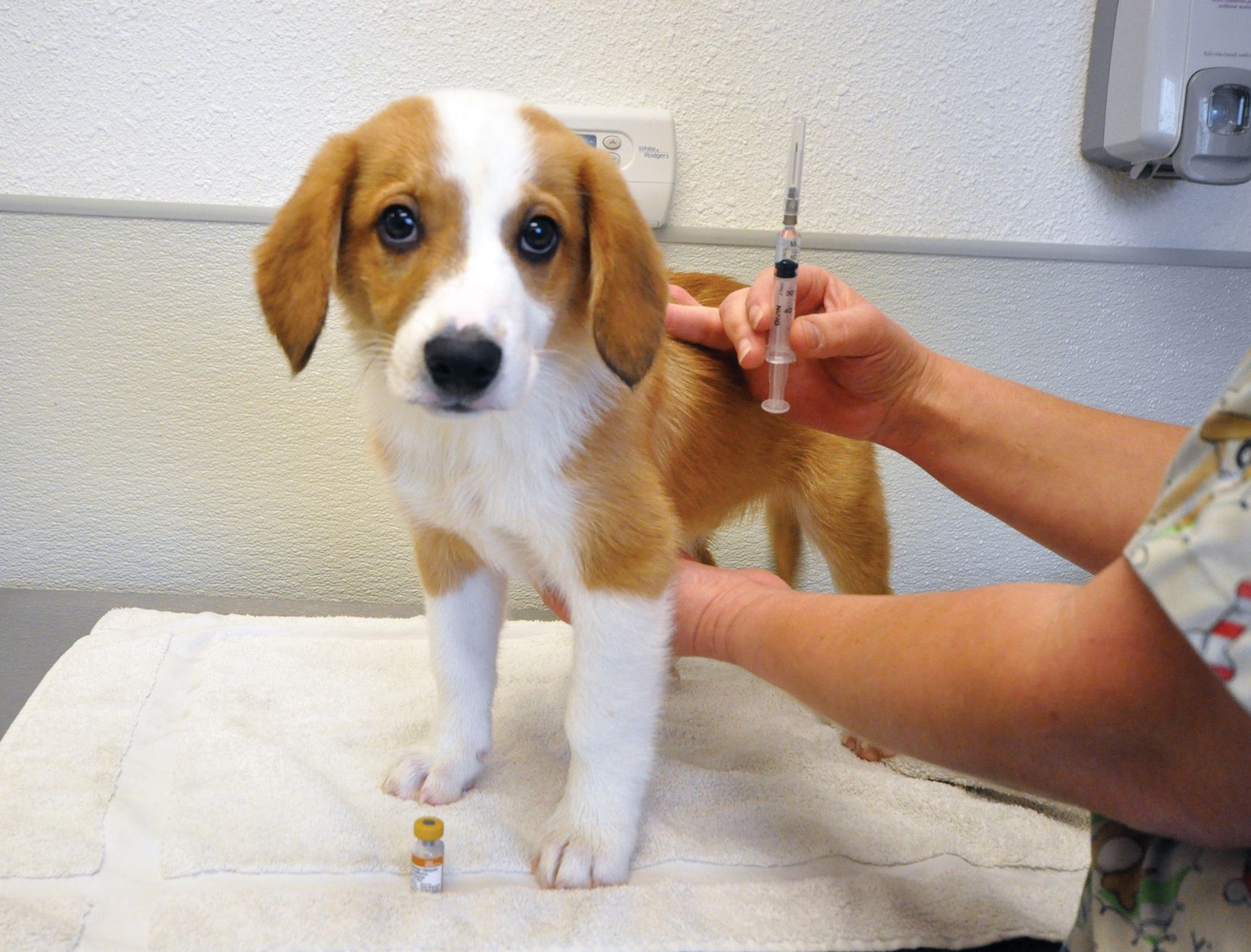 What Is the DHPP Vaccine for Dogs? Whole Dog Journal
