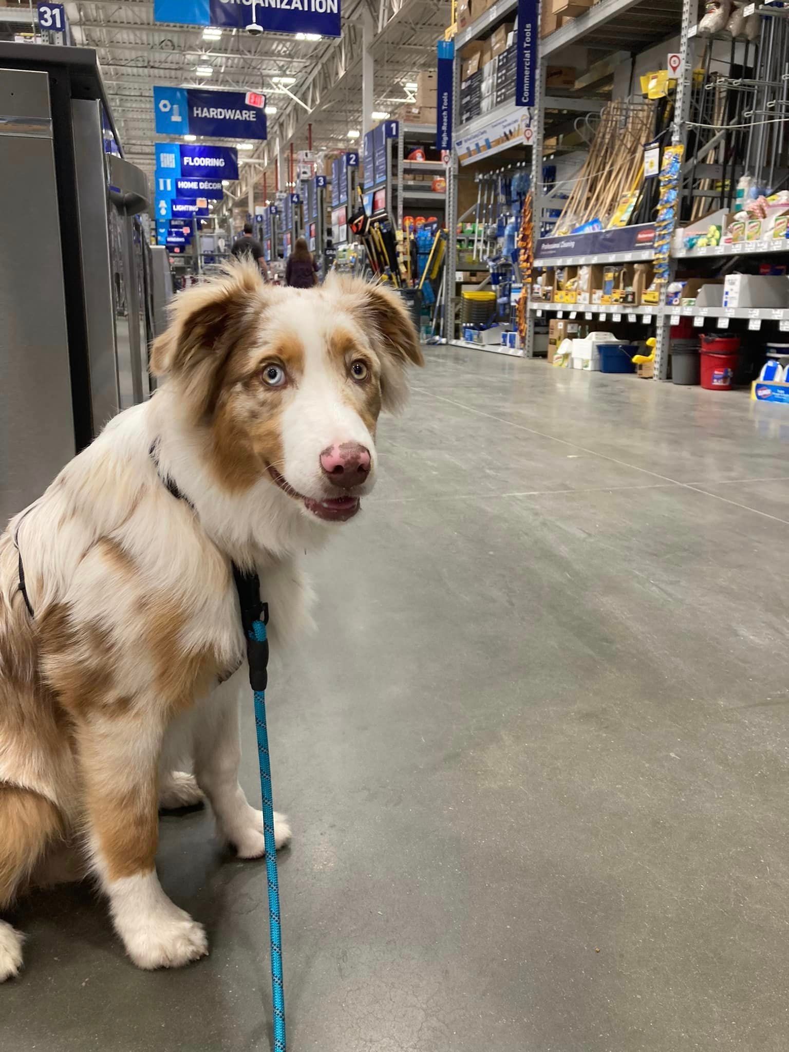 DogFriendly Stores Whole Dog Journal