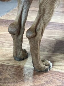 Dog Elbow Hygromas - Whole Dog Journal Closeup of a dog's hocks with two hygromas.